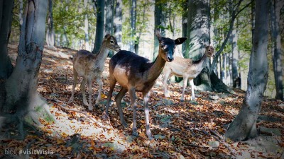 Zwierzęta w Leśnym Parku Niespodzianek - Ustroń