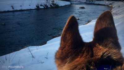 Rzeka Wisła oczami psa