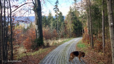 Spacer z psem to rownież podziwiane pięknych widoków w Beskidach