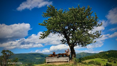 Dzika wiśnia - magiczne drzewo na Cieńkowie.