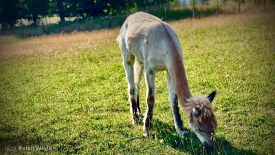 Alpaki na Skolnitym w Wiśle