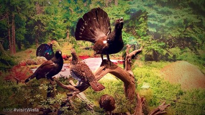 Wystawa o beskidzkich Głuszczach w Wiśle